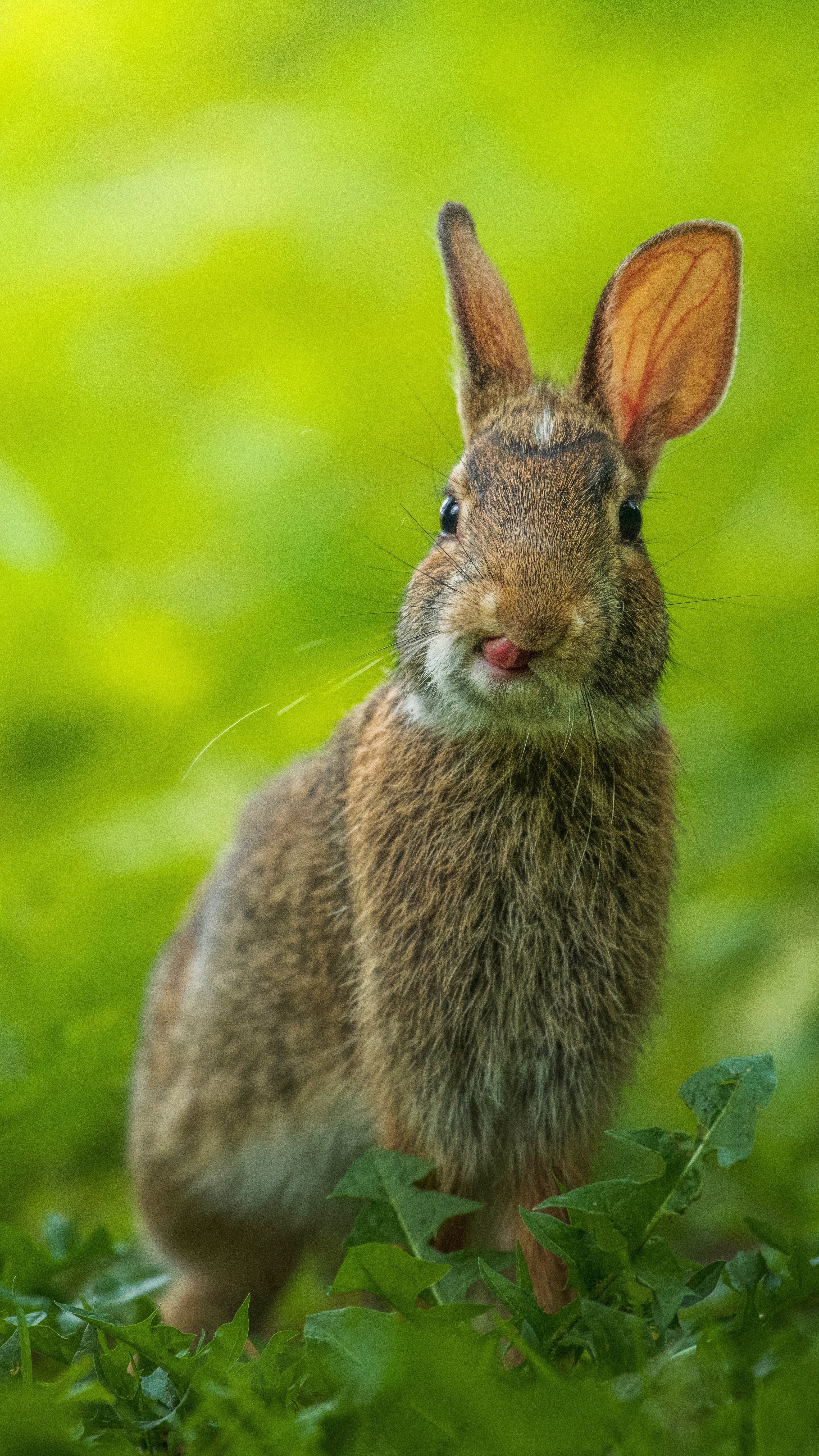 Hares are an important and iconic species of the British countryside. - We Are Hedgy