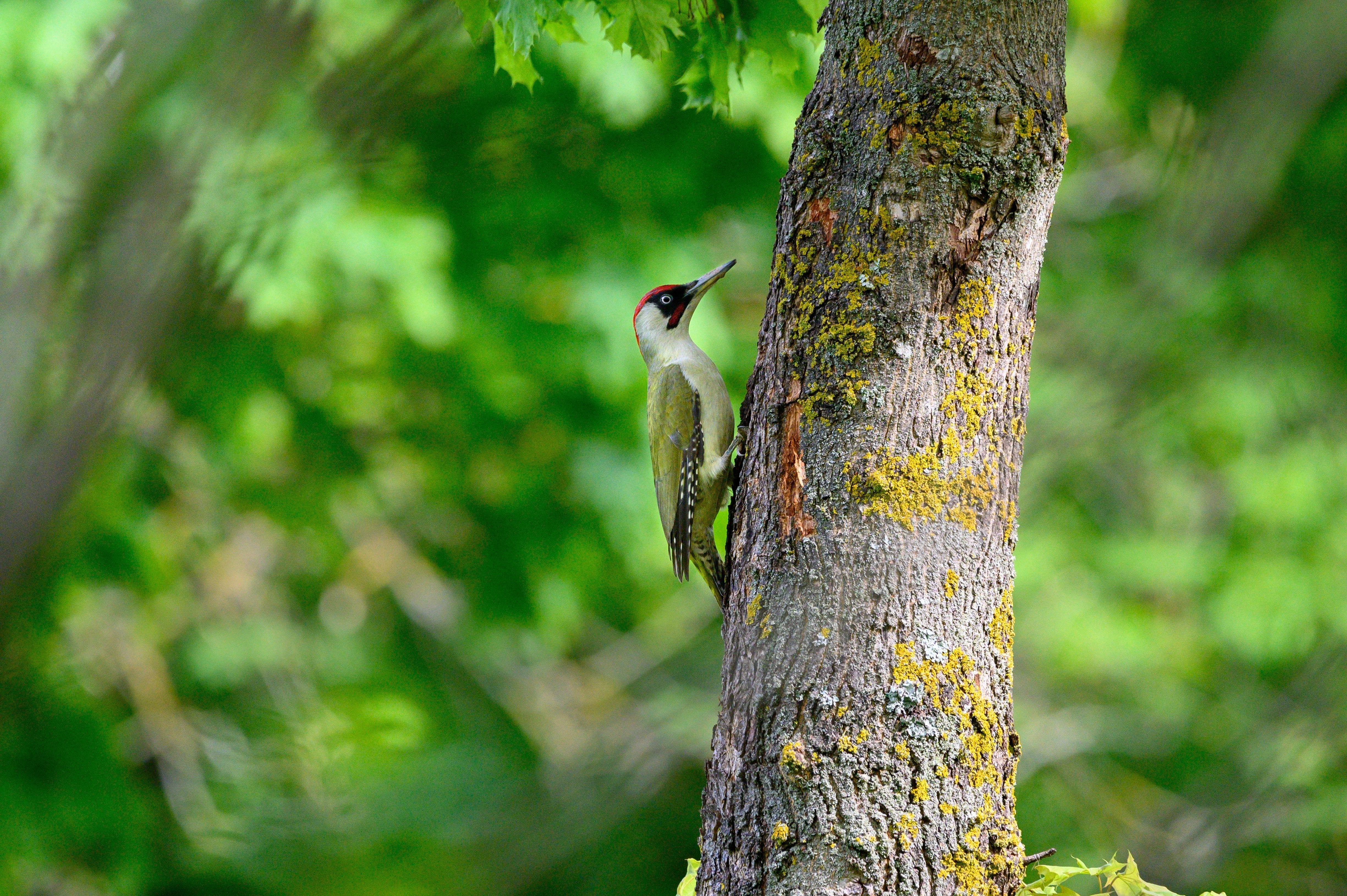 Green woodpeckers are one of the most fascinating birds found in Europe and Asia. - We Are Hedgy