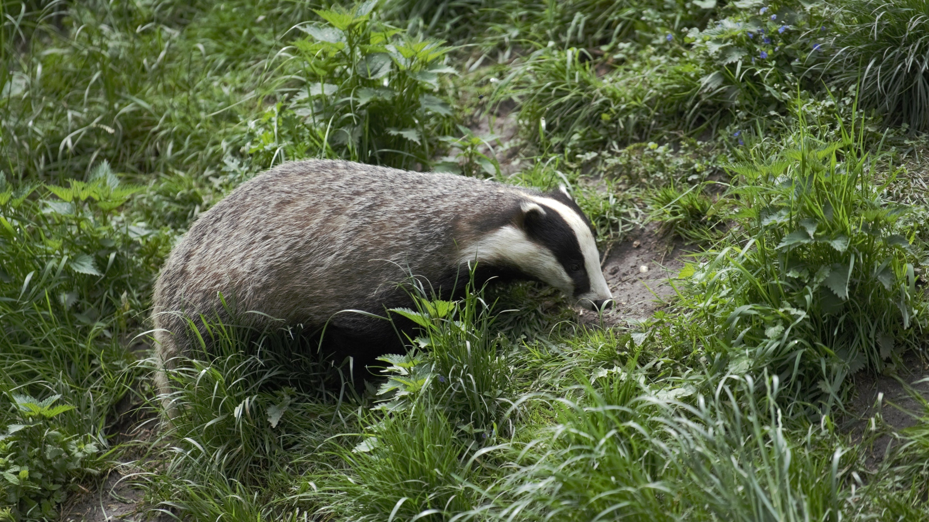 How stopping badger culling can help save Wildlife | Hedgy Socks - We Are Hedgy