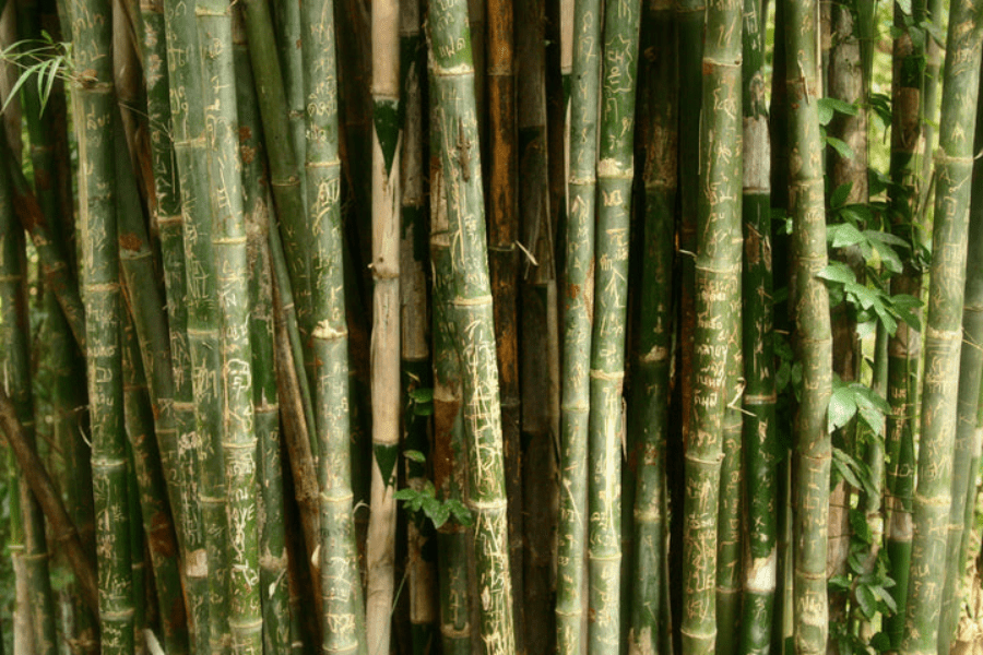 Is bamboo a sustainable material? - We Are Hedgy