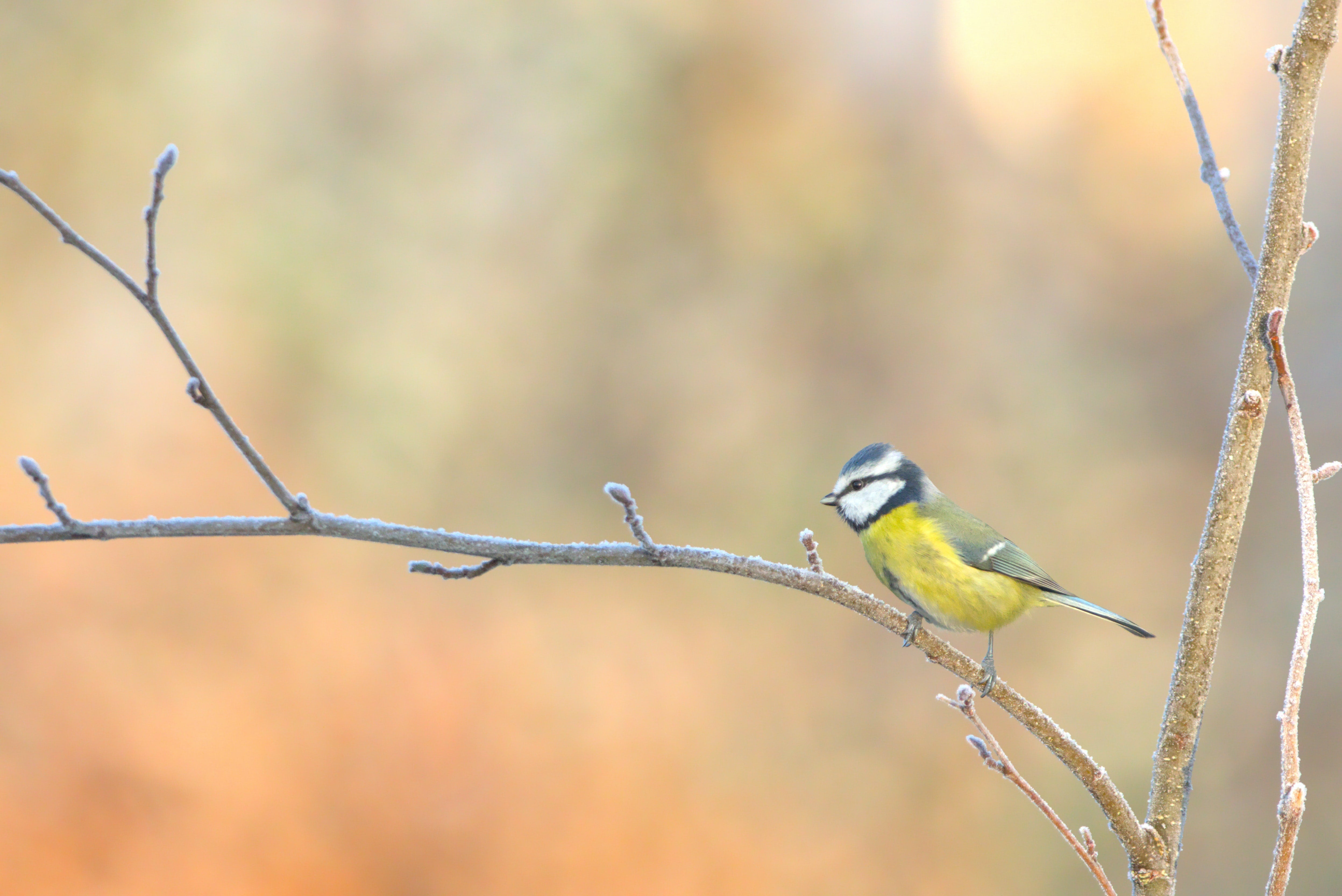 The Ecological Role of Bluetits in the British Wildlife and How to Protect Them - We Are Hedgy
