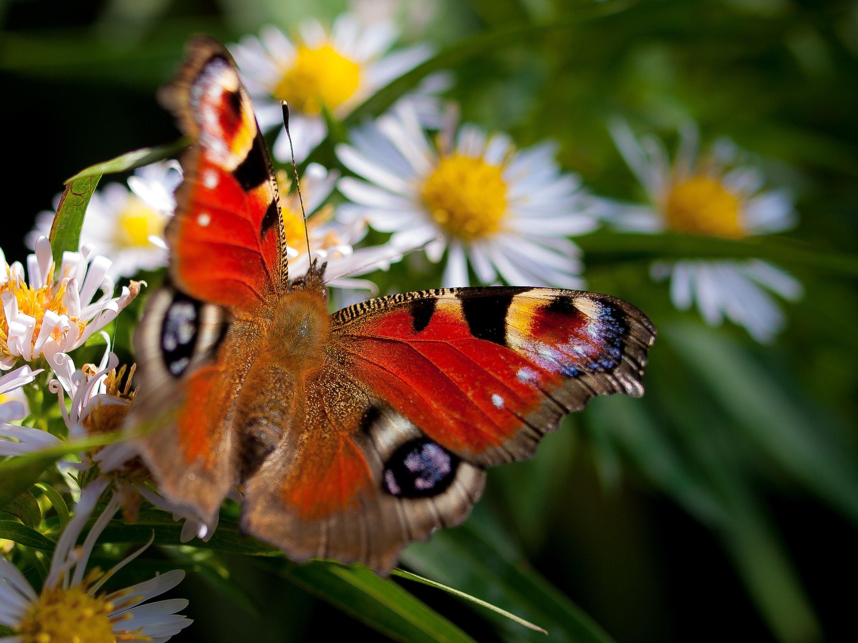 The fascinating world of butterflies in the U.K - We Are Hedgy
