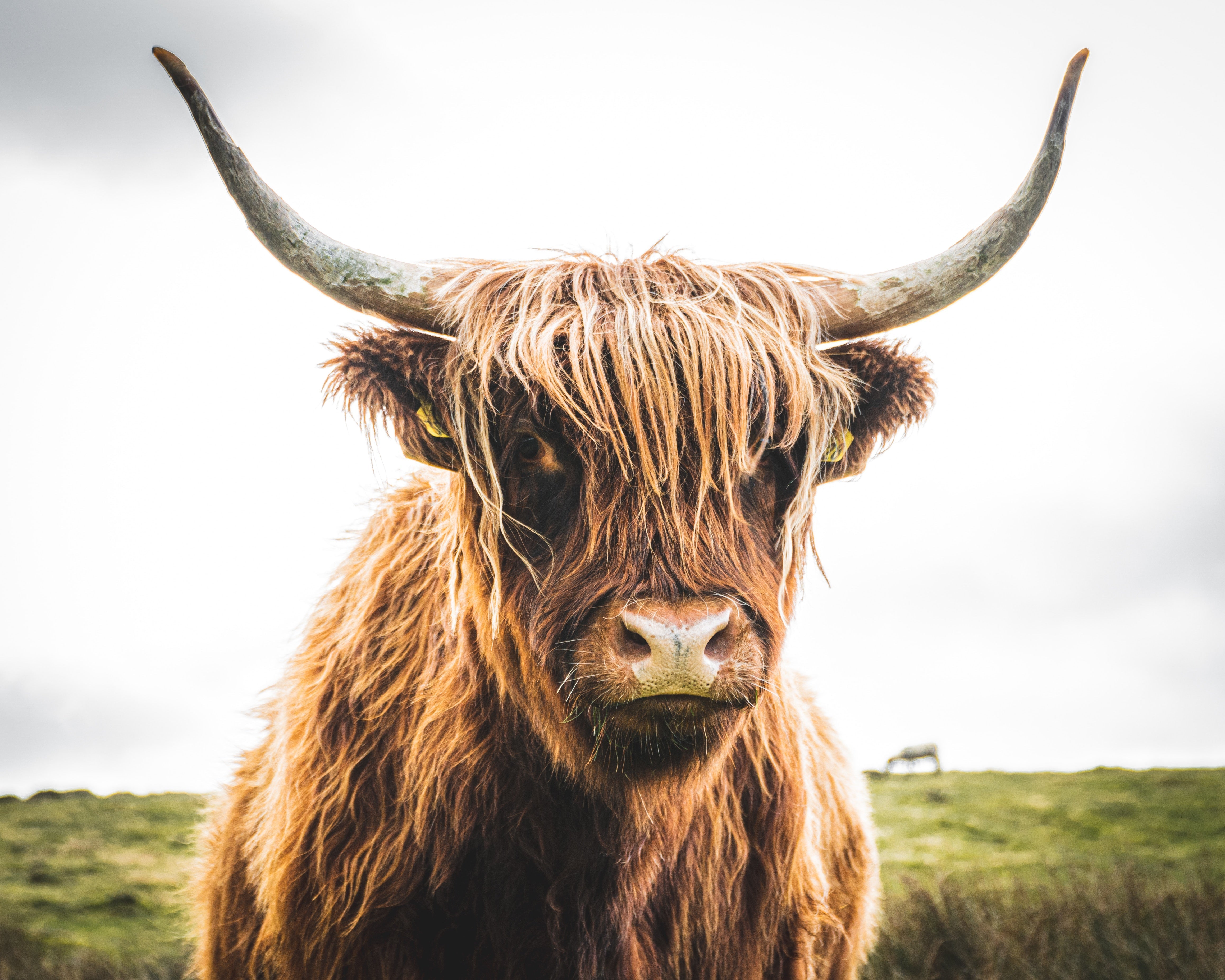 The Irresistible Charm of Highland Cows: Why Everyone Loves Them - We Are Hedgy