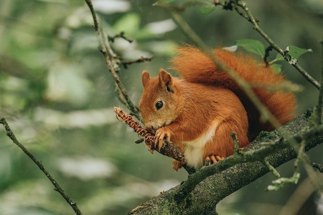 Why Red Squirrels Matter | Hedgy Socks - We Are Hedgy